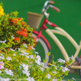 Bike-garden